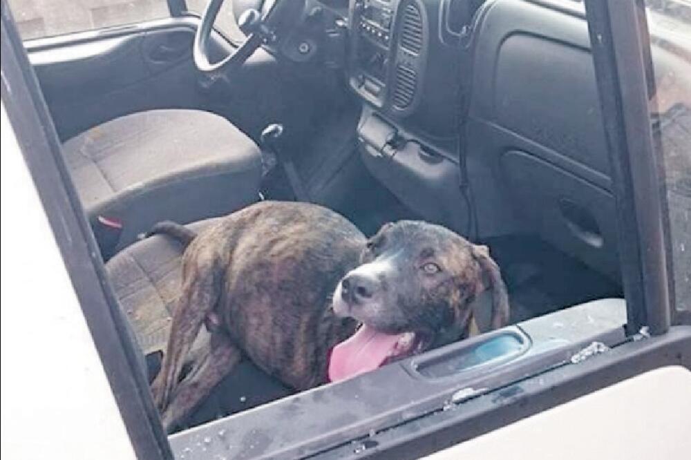 pas u autu, Foto: Facebook