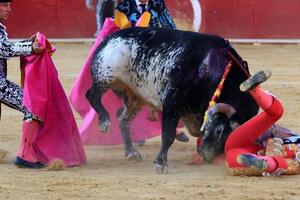 Španija: Matador poginuo u borbi s bikom