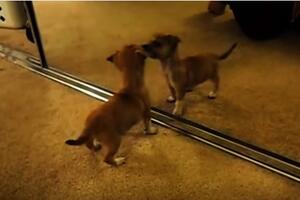 Šta se dešava kad psi otkriju ogledalo?