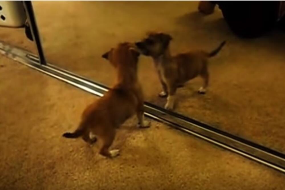 pas i ogledalo, Foto: Youtube screenshot