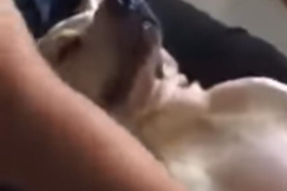 masaža psa, Foto: Screenshot (YouTube)
