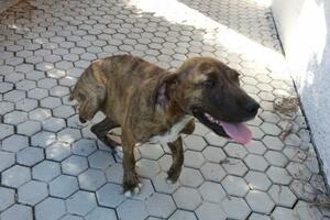 Pronašli su je u Spužu, bez noge i punu sačme: Ovo veselo štene...