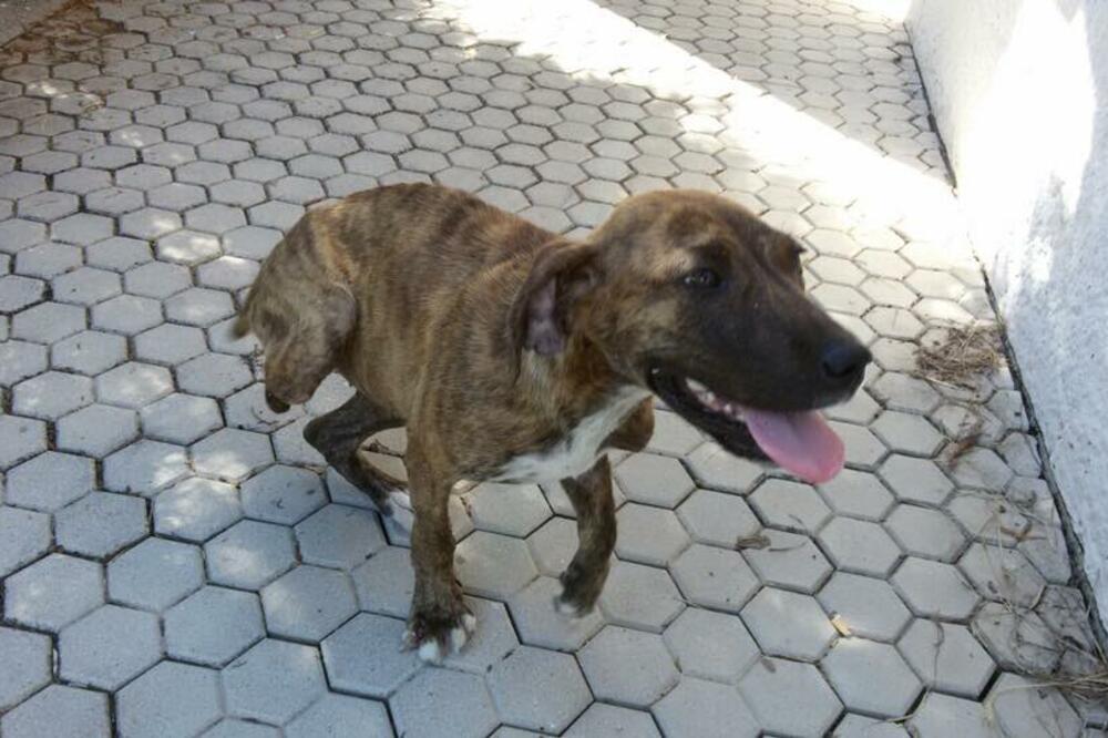 Beba Lega, Foto: NVO sPas