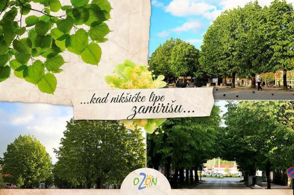 lipe, Foto: Svetlana Mandić