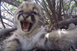 Preslatko: Pronađeno pet beba planinskog lava