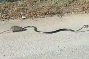 Pogledajte kako je mama pacov spasila mladunče od zmije