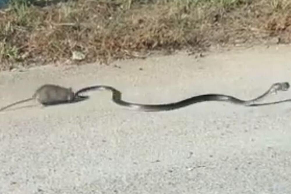 pacov, zmija, Foto: Screenshot (YouTube)