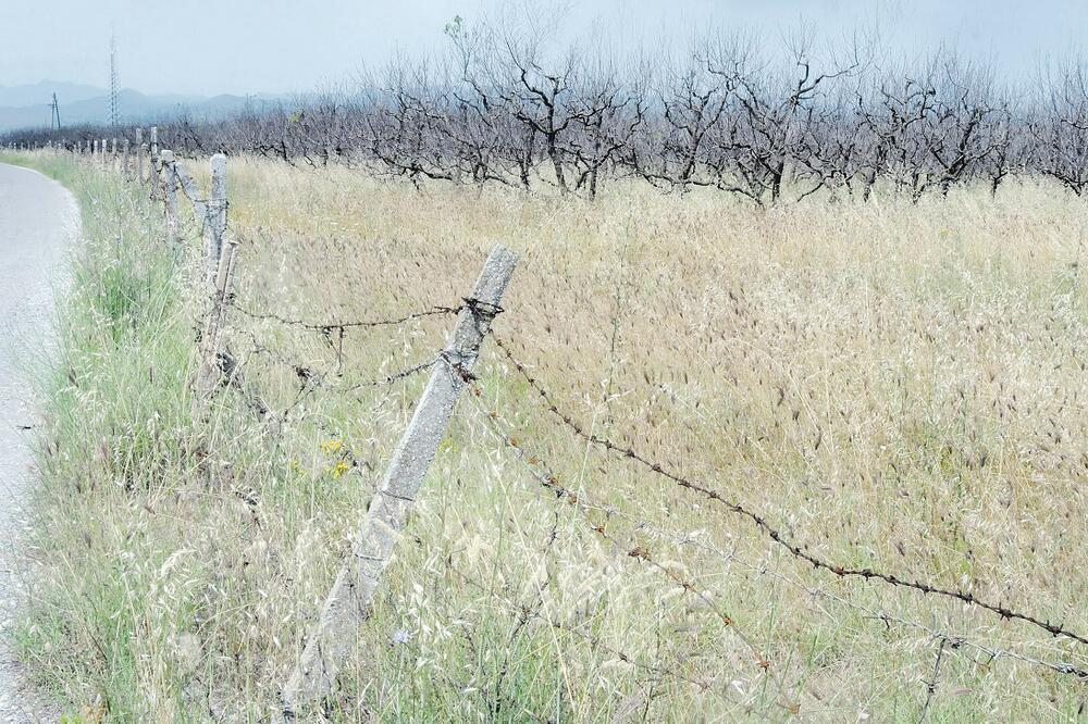 voćnjak, Plantaže, Foto: Zoran Đurić