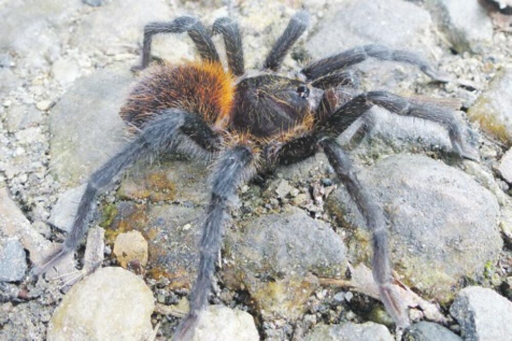 tarantula Markes, Foto: Nationalgeographic.com