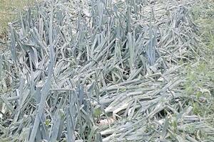 Komisiji stiglo 128 zahtjeva