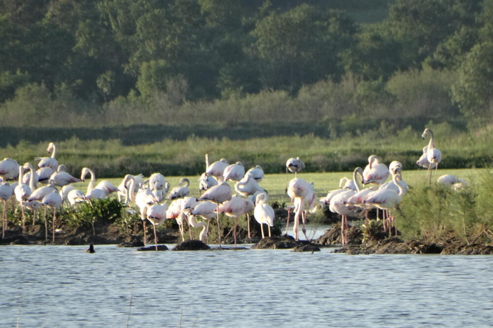 flamingosi, Solana, Foto: CZIP