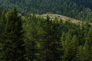 PzP: Radnici Bliškova uništili preko 500 mladih sadnica smrče i...