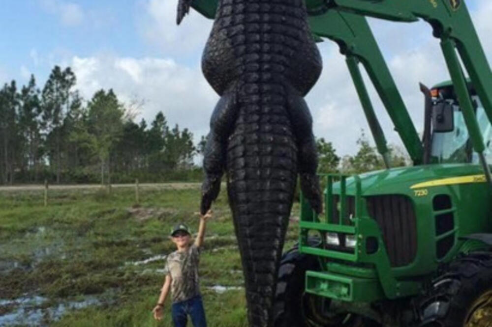 aligator Florida, Foto: Screenshot (Facebook)