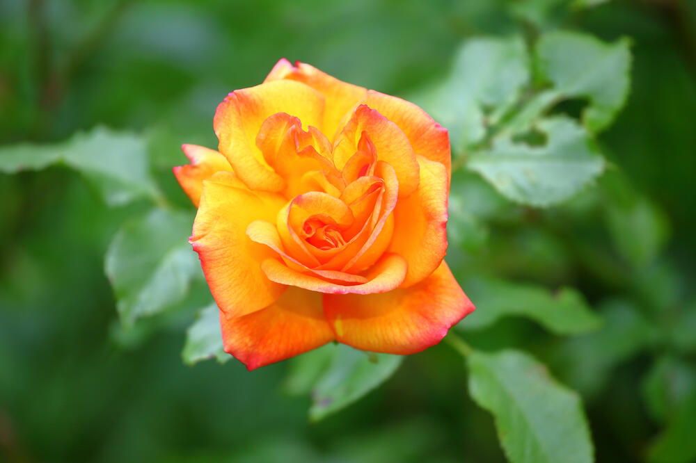 ruža, Foto: Shutterstock