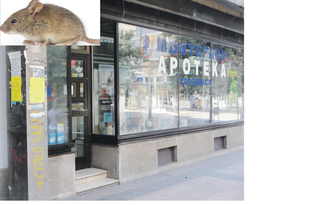 Apoteka, miš