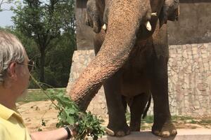 Pjevačica Šer spasava slona koji je zatočen već 27 godina!