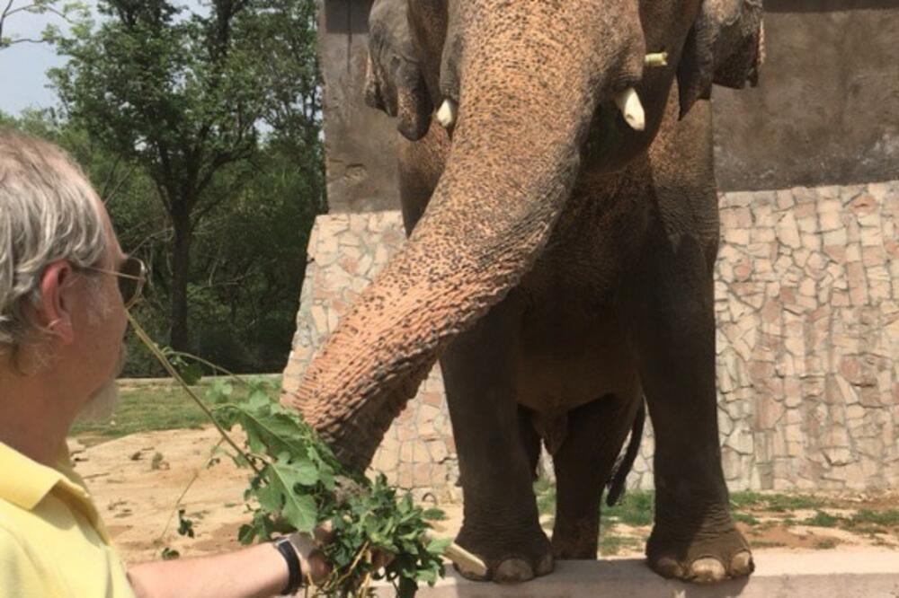 slon Kavan, Foto: Twitter