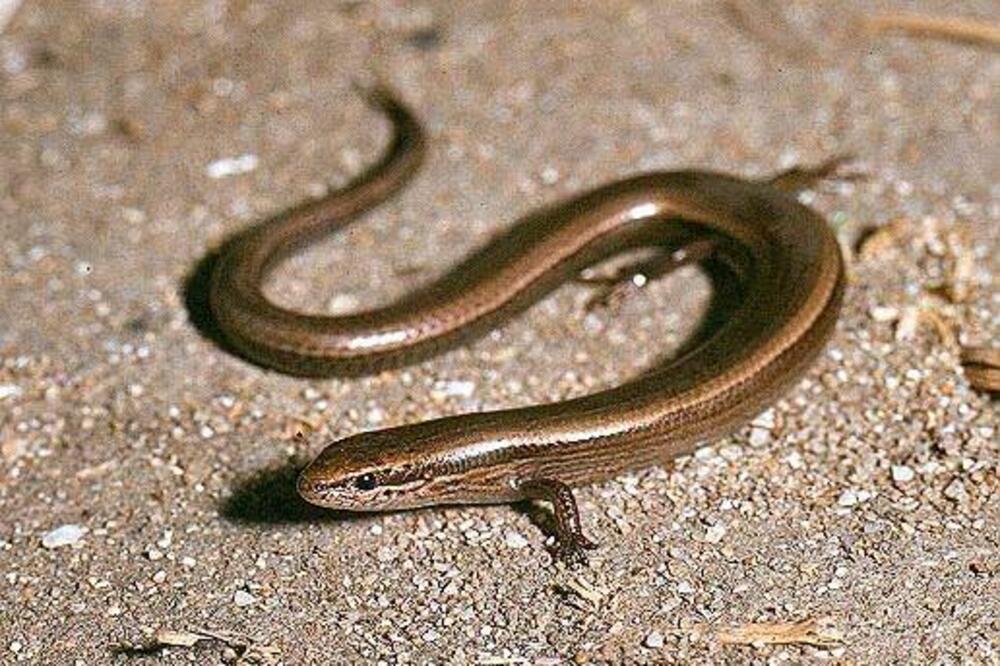 kratkonogi gušter, Foto: Jan Ševčik