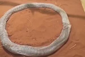Pogledajte kako izgleda kada zmija „zarobi“ samu sebe