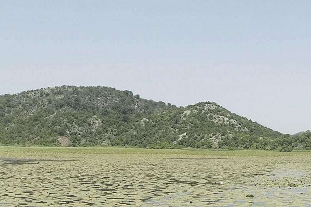Skadarsko jezero (art)