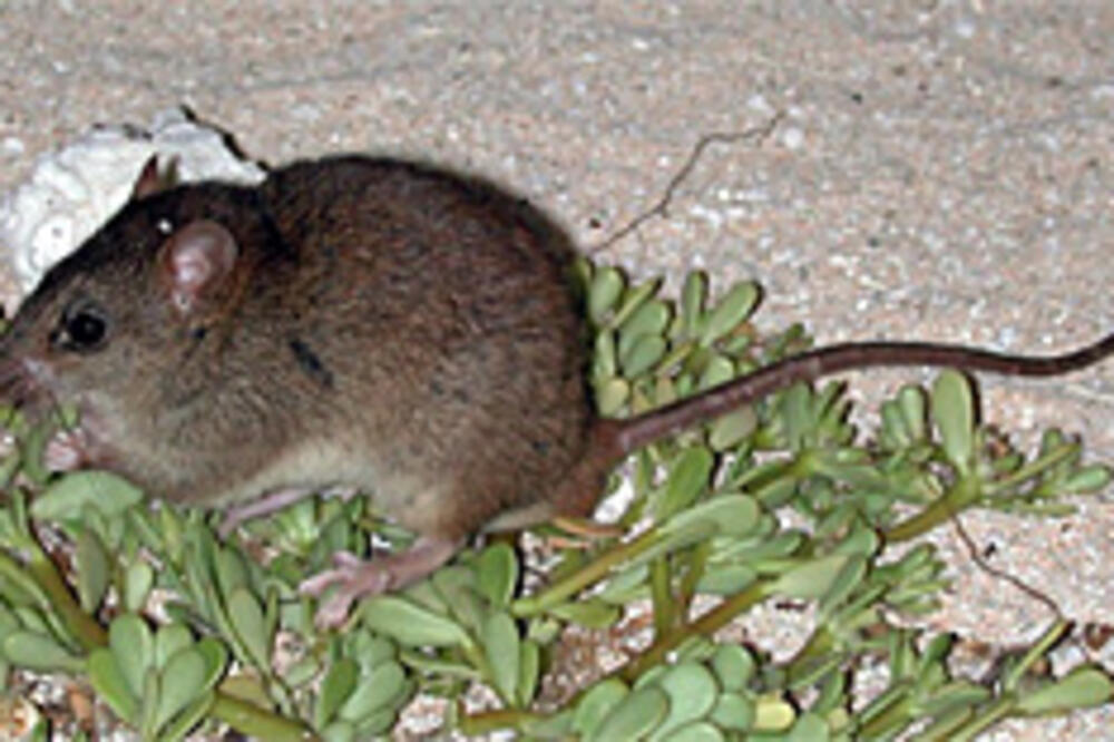 miš, Foto: Wikimedia.org