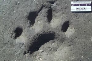 U Argentini pronađeni tragovi drevne mačke stari više od 50.000...