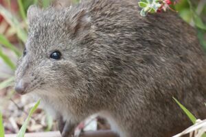 Australijski glodar prva žrtva klimatskih promjena?