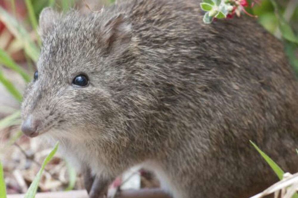 australijski gloda, Foto: Pinterest