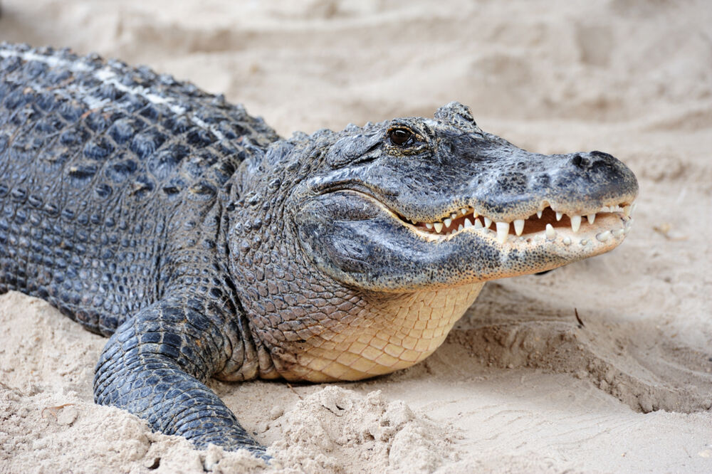 aligator, Foto: Shutterstock.com