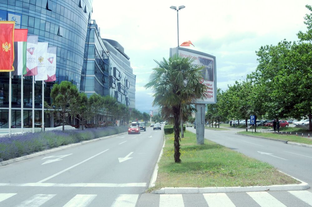 Palme Podgorica, Foto: Zoran Đurić