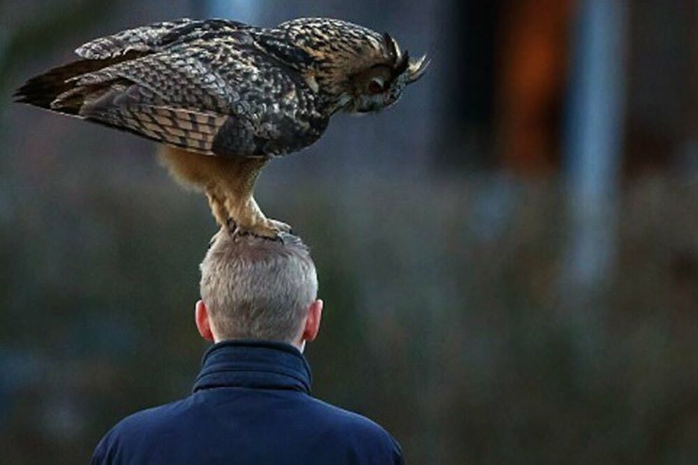 sova, glava, Foto: Lostateminor.com