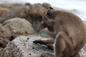 Majmuni evoluiraju: Već decijama žive u kamenom dobu