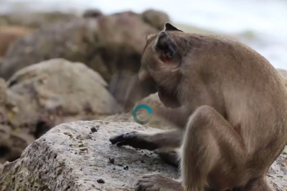 majmuni kameno doba, Foto: Screenshoot