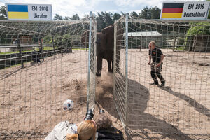 Slonica Neli predviđa pobjedu Njemačke nad Ukrajinom