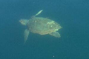 Morska kornjača među jahtama u Porto Montenegru