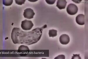 U pet minuta o napretku nauke tokom posljednjih decenija