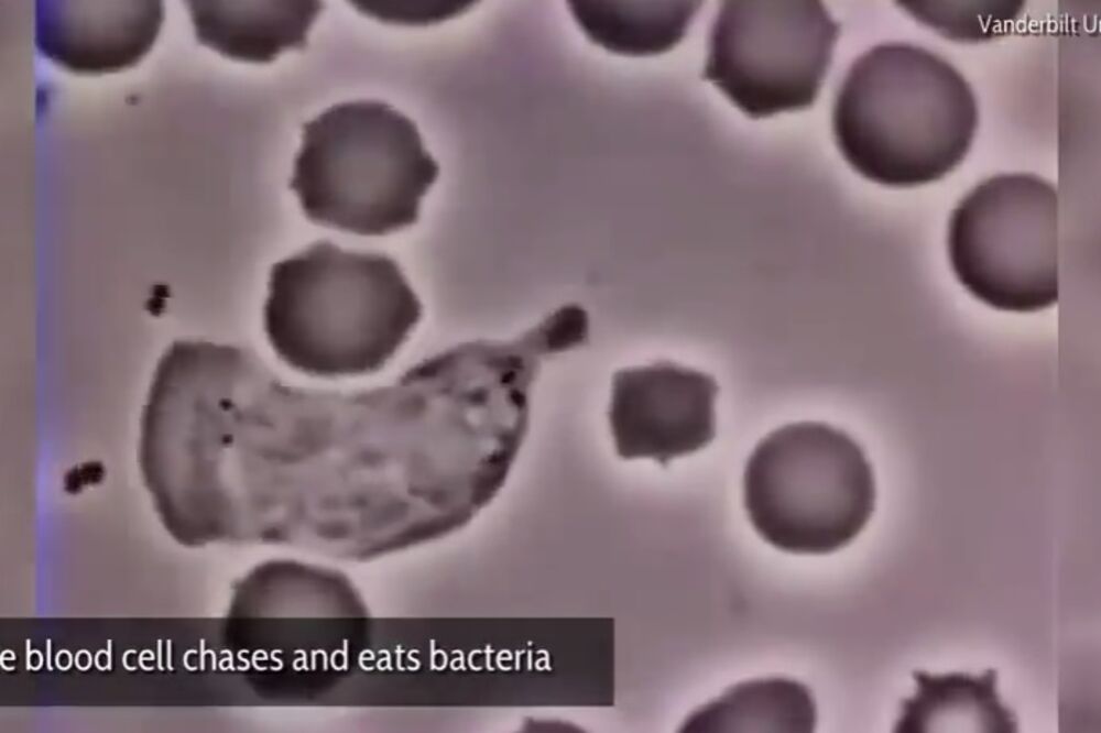 napredak nauke, Foto: Screenshot (YouTube)