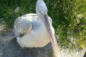 Pitanje za maturante: Zašto se pelikanima kada lete u grupama...