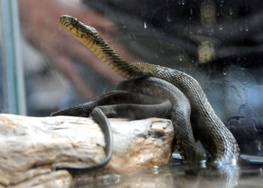 izložba zmija, Delta