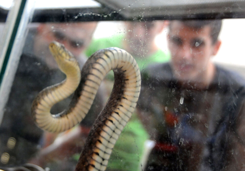 izložba zmija, Delta