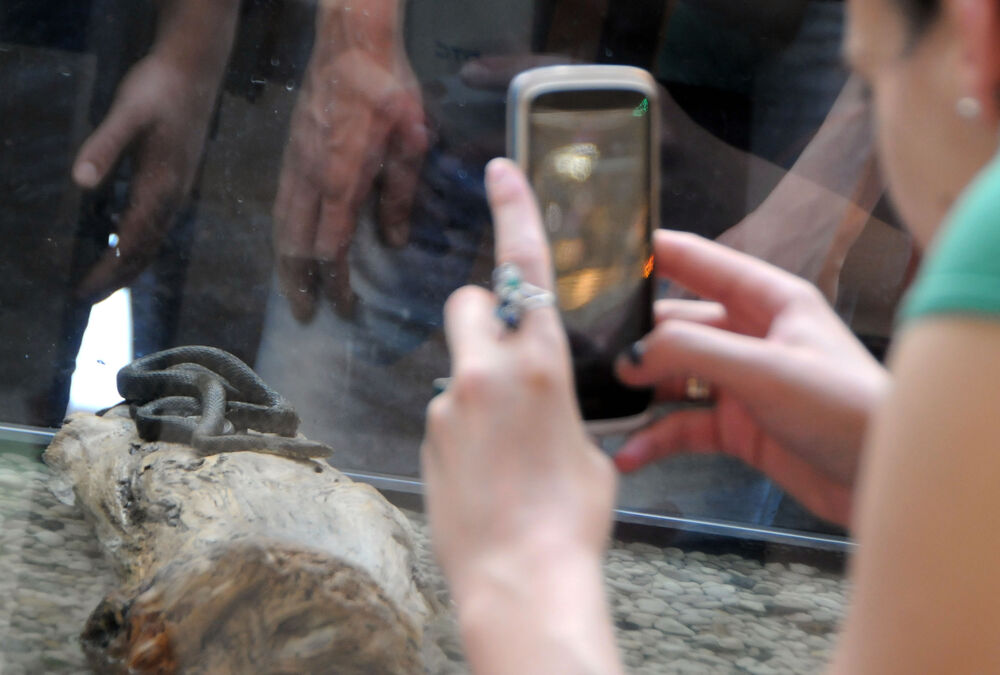 izložba zmija, Delta