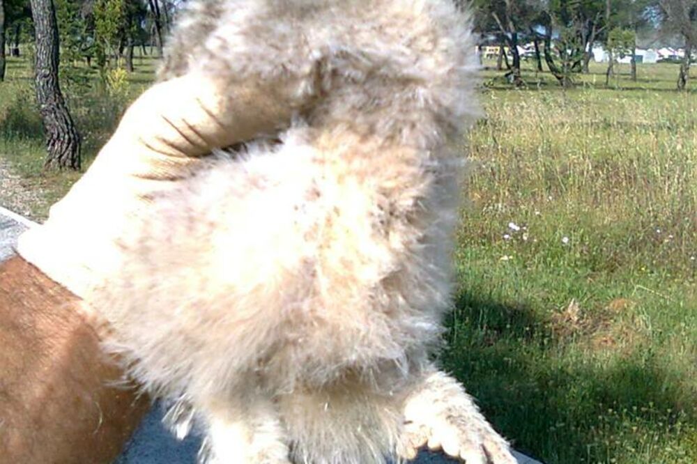 SOVA UŠARA, Foto: Facebook