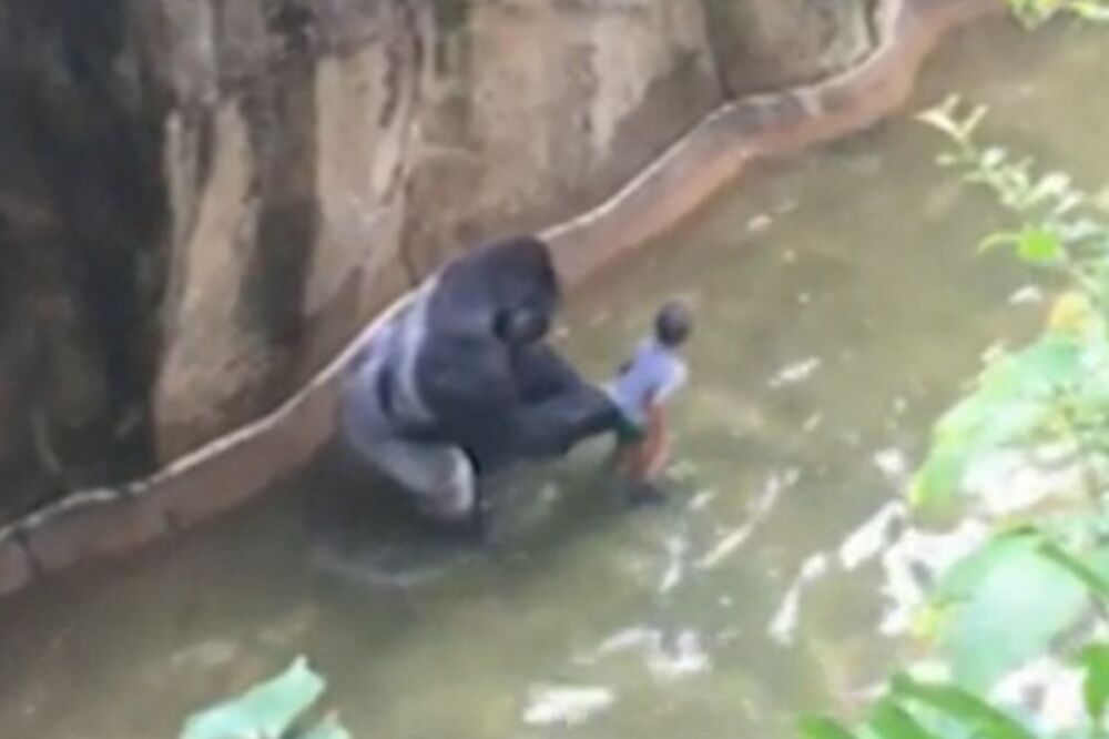 gorila beba SAD, Foto: Screenshot (YouTube)