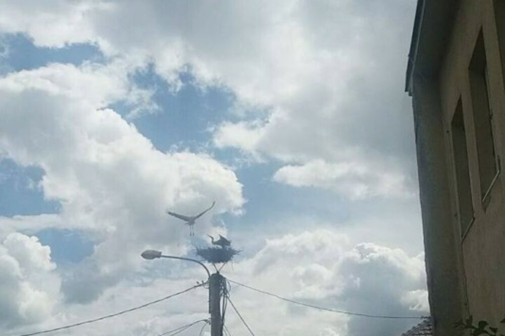 Perka i Perko, Foto: Facebook