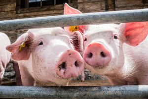SAD: Ubrizgavanjem DNK, prasići sa ljudskim organima