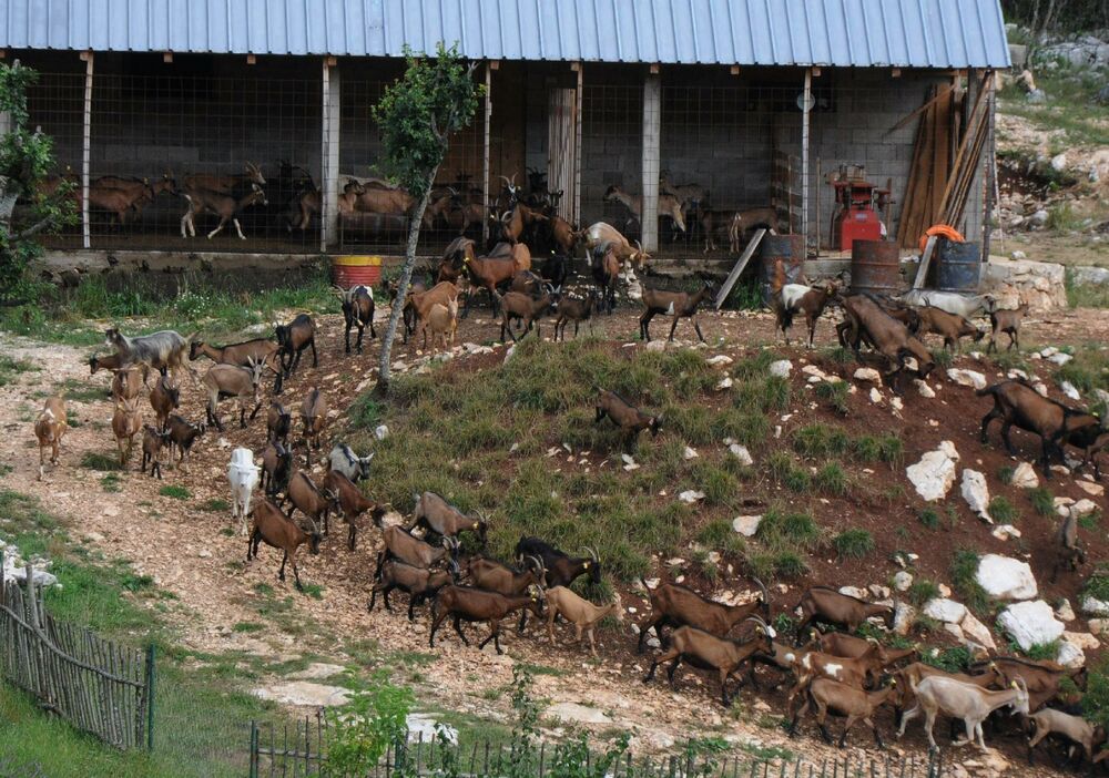 Javorka Batrićević