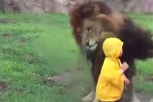 Lav krenuo u napad, udario u staklo, ali ovaj dječak nije pobjegao