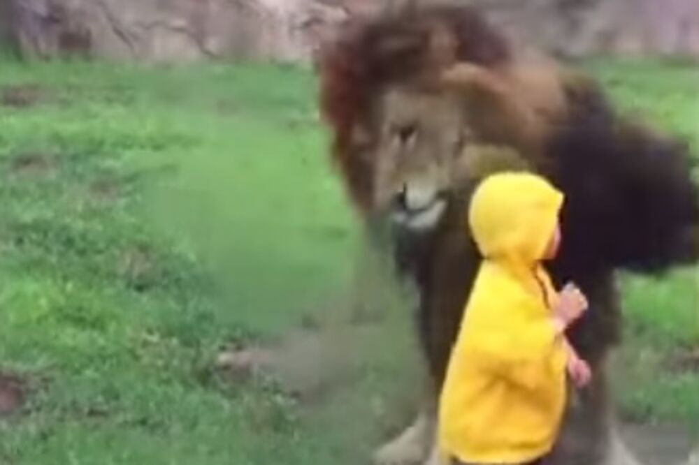 Lav i dječak, Foto: Screenshot (YouTube)