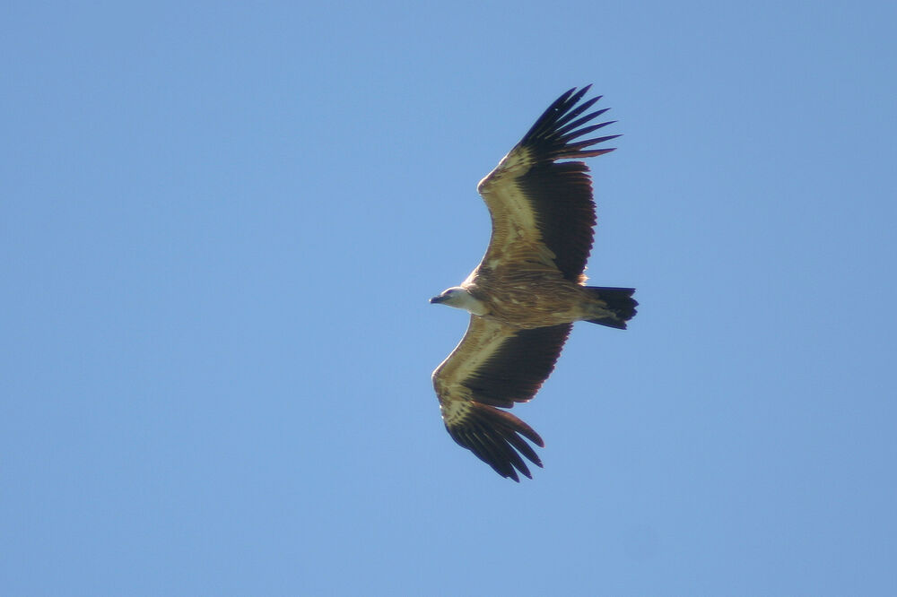 bjeloglavi sup, Foto: CZIP