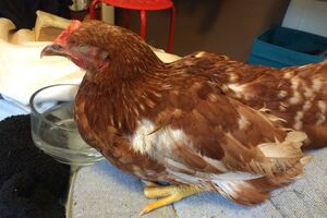 Upoznajte kokošku koja uživa u dokumentarcima o prirodi